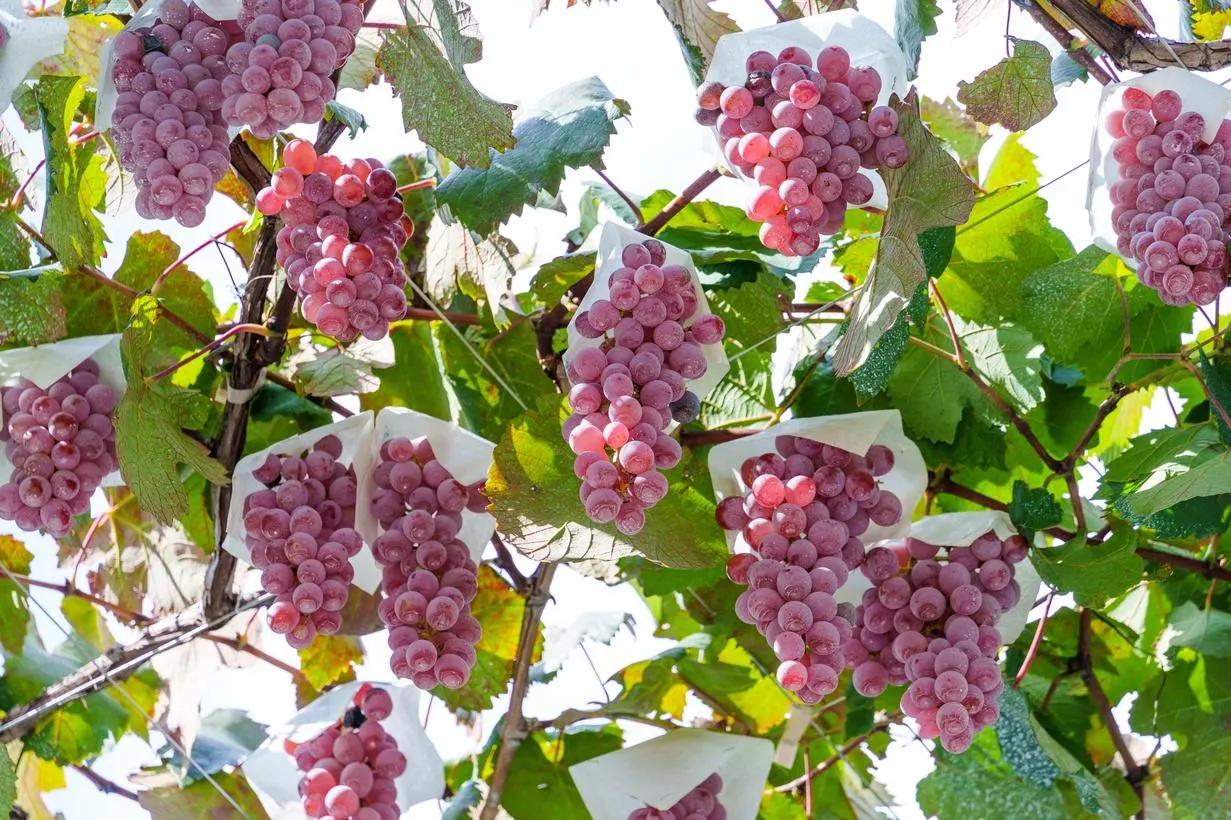 Japanese Wine Is Having A Moment. Here's What You Need To Know