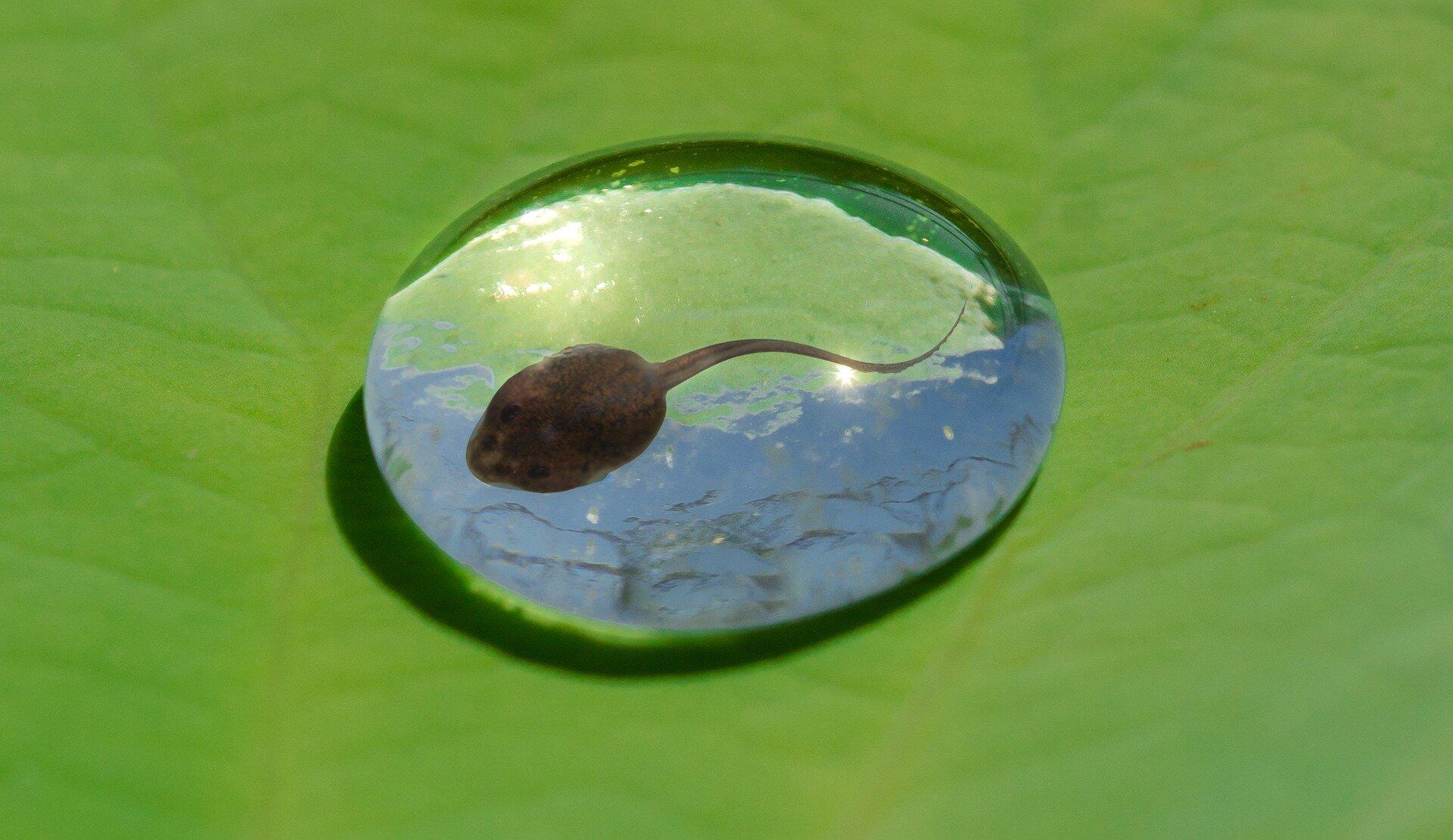 Harsh UVB bursts leave tadpoles with more DNA damage than longer exposure