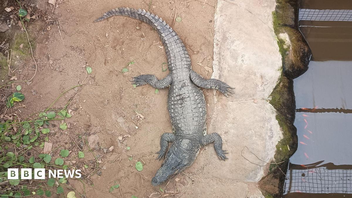Johnsons zoo crocodile enclosure reopens after child attacked