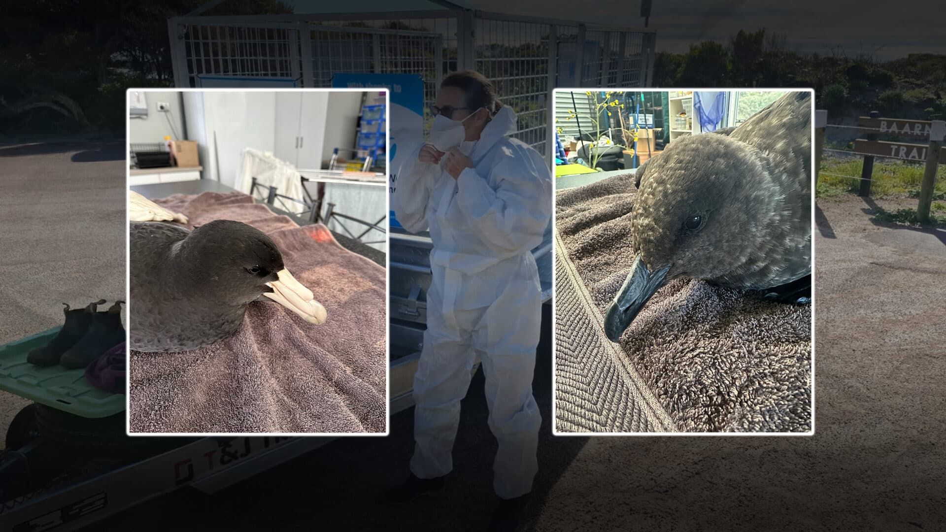 Fourth Australian case of deadly flu detected in migratory seabird