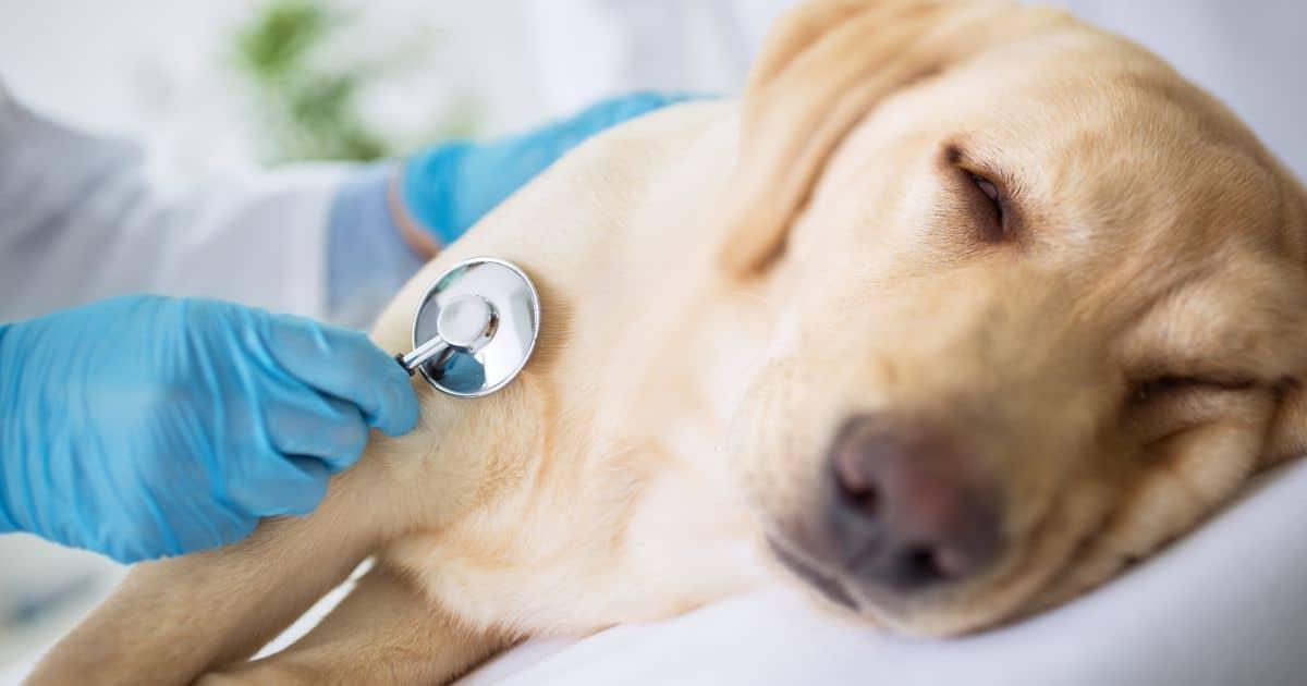 Paws Haven issues urgent warning as parvovirus cases surge