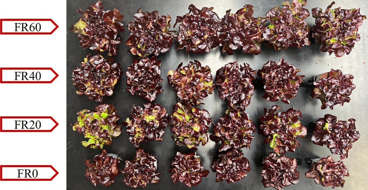 Far-red radiation and elevated CO₂ boost biomass accumulation in young leaf lettuce indoors