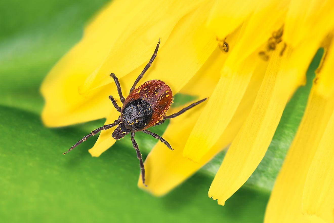 6 Tick Infested Areas In Maine