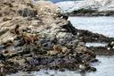 Tides off Patagonia are strongest they've been since the Ice Age