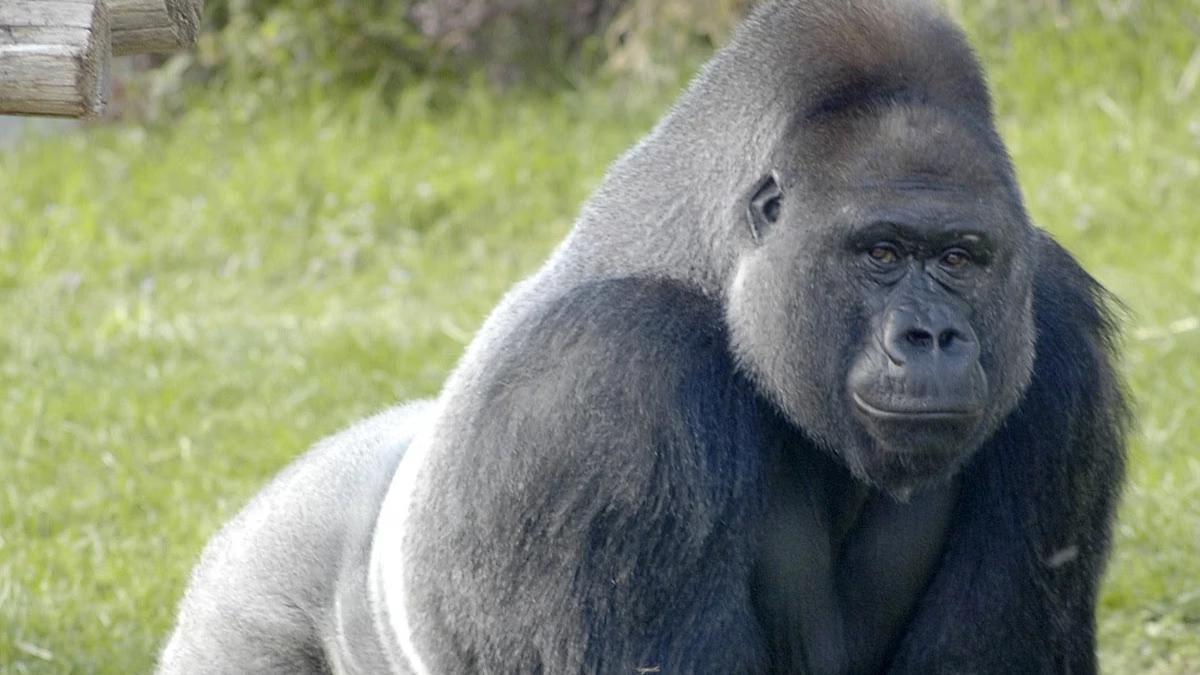 How tickling gorillas & human children helped scientists study the evolution of language