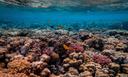 Coral reefs may be losing the race against rising seas