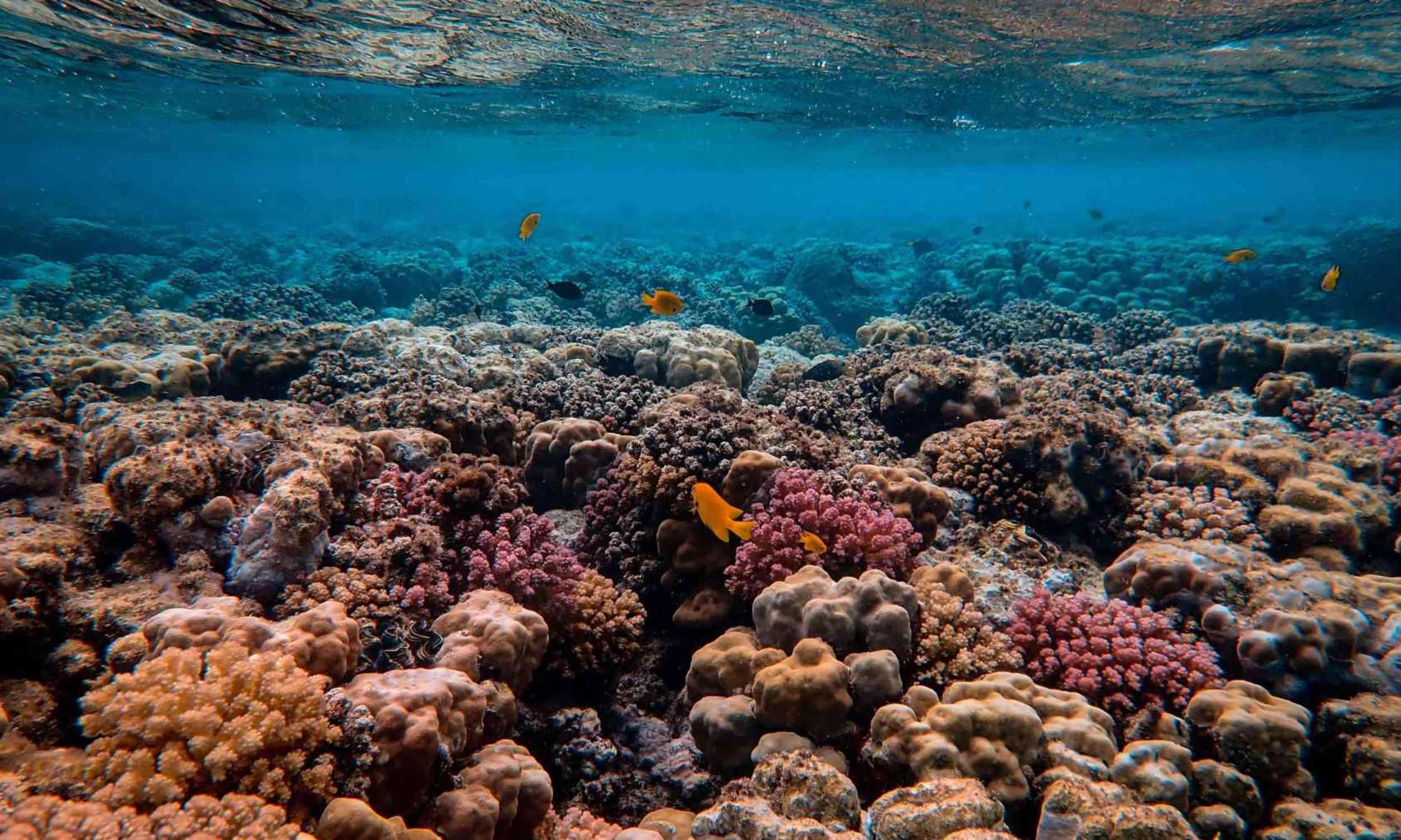 Coral reefs may be losing the race against rising seas