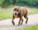 Walking changes in older dogs may reveal early dementia