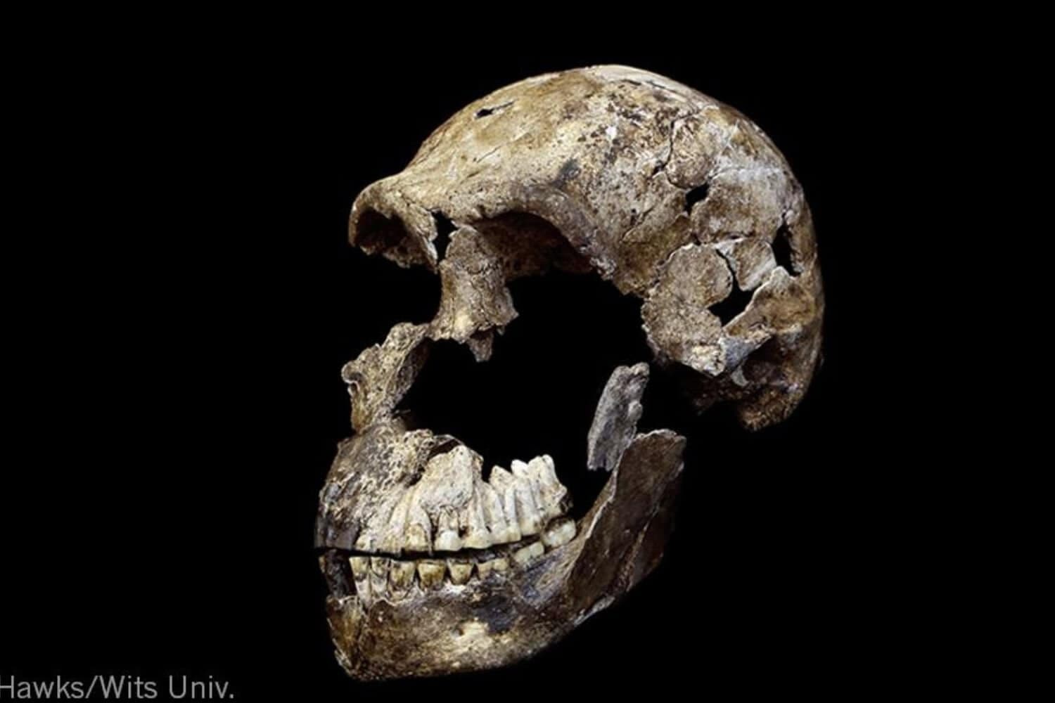 World‑first study finds Homo Naledi were all female