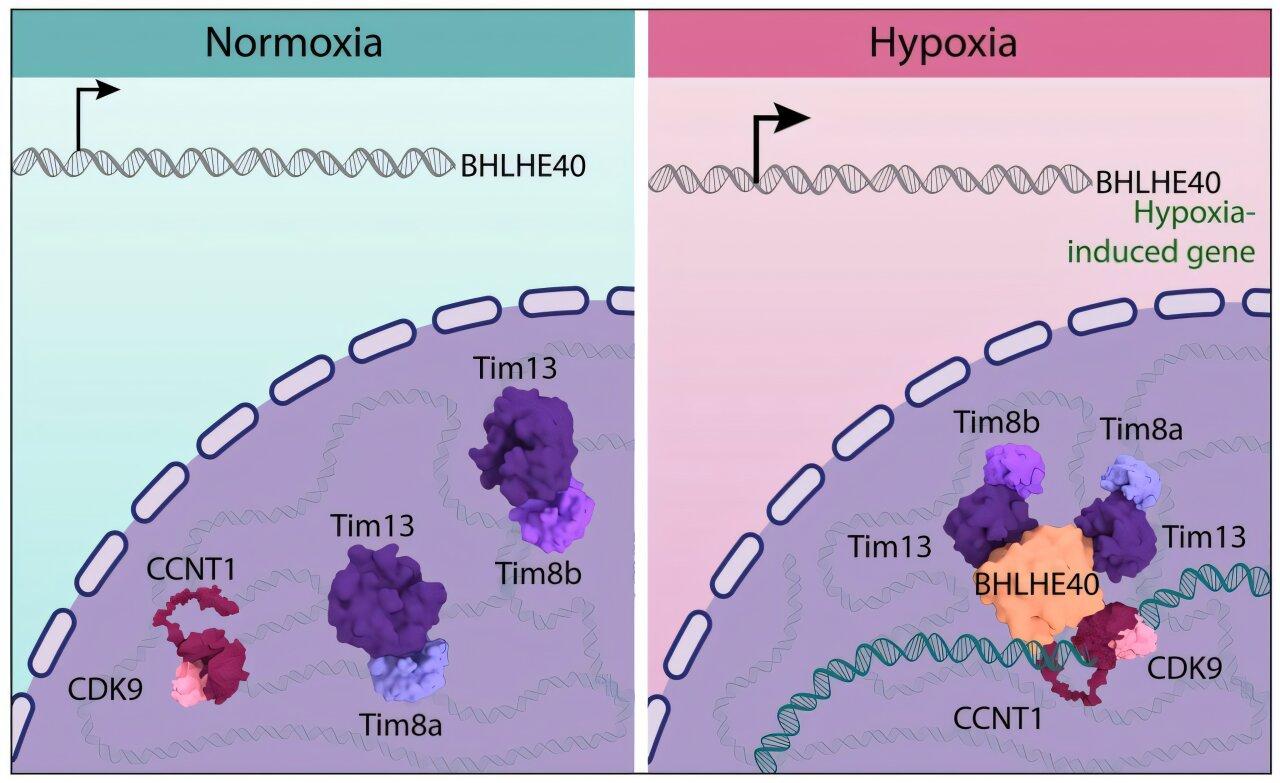 Intracellular mechanisms promote tumor survival during hypoxia