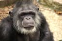Primate evolution kept aging rates stable for 25 million years despite lifespan gaps