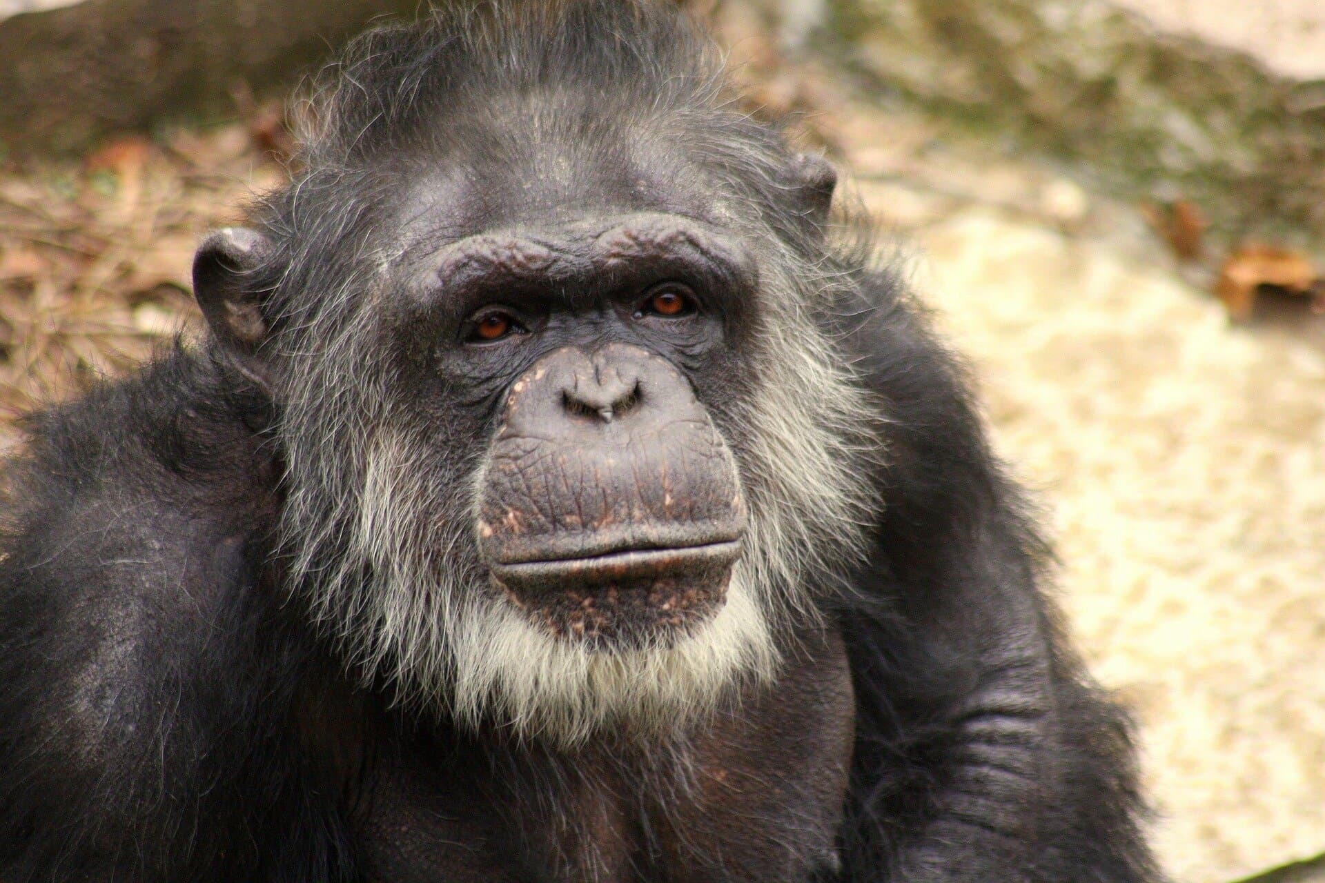Primate evolution kept aging rates stable for 25 million years despite lifespan gaps