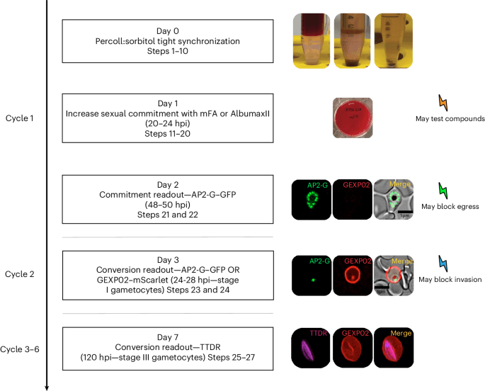 An assay to quantify sexual commitment and stage conversion in the human malaria parasite Plasmodium falciparum